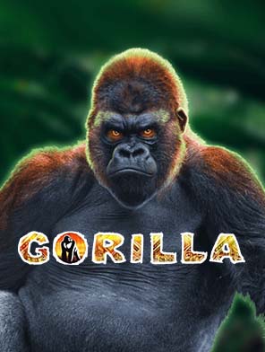 Gorilla